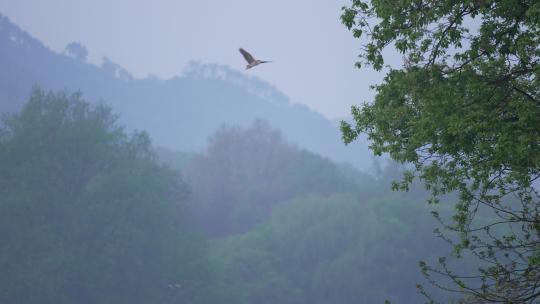 杭州茅家埠清晨雾气山林中有鸟飞过视频素材模板下载