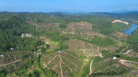 脐橙赣南脐橙脐橙特写
