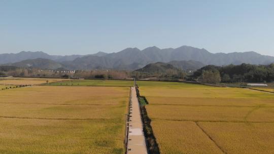 航拍山中秋天的稻田，分辨率4K，码率100MB