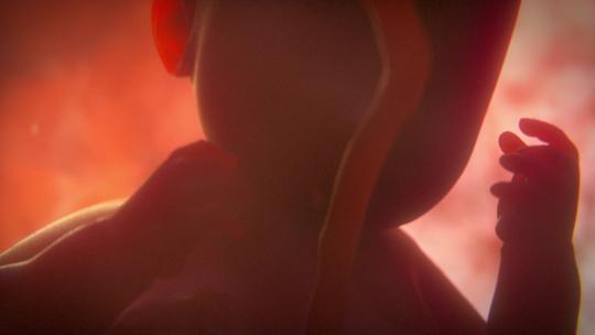 子宫内的胎儿2视频素材模板下载