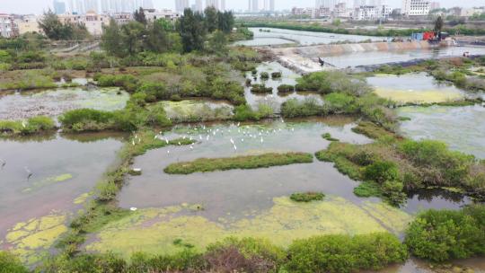 深圳红树林基围鱼塘、红树林、白鹭