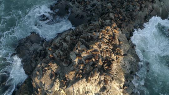 栖息在智利海岸悬崖上的南美海狮殖民地。自上而下拍摄