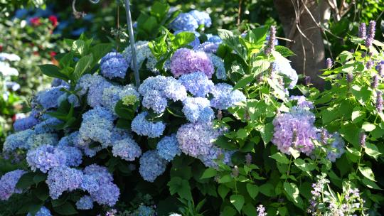 绣球花花园花海园艺开花