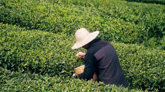 4K春天农民伯伯采摘春茶早茶实拍视频