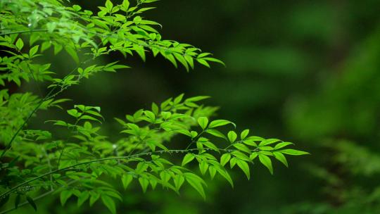 杭州虎跑下雨天挂着水滴的绿色树枝树叶视频素材模板下载
