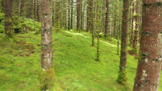 树森林阳光大自然树木春风植树树林木材大树