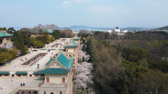 航拍春天樱花季武汉大学樱花大道盛开樱花视频素材模板下载