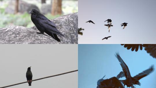 [合集]两只乌鸦栖息鸟群视频素材模板下载