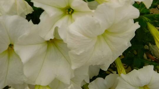 一朵纯净的白花