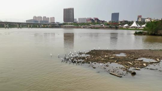 航拍福建漳州九龙江江心岛白鹭栖息地