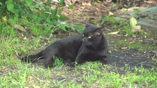 黑猫在草地上趴着