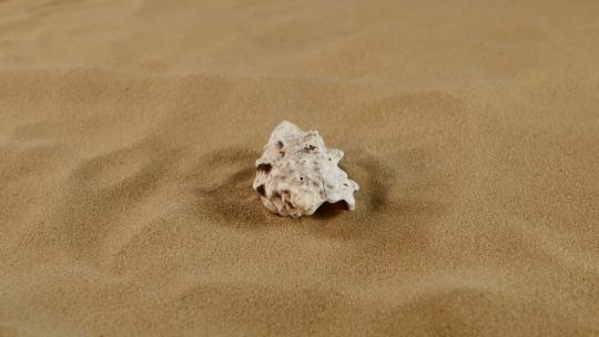 沙滩背景上美丽的贝壳，旋转