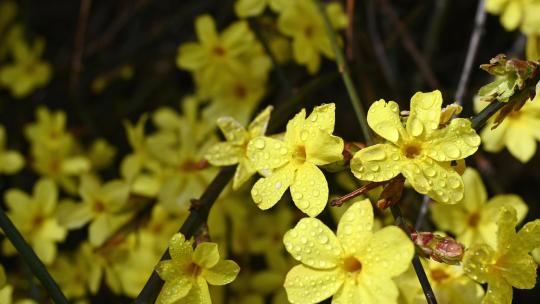 春天盛开的黄色迎春花带着露珠