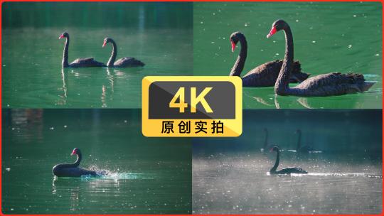 原创实拍野生黑天鹅4k升格一组高清在线视频素材下载