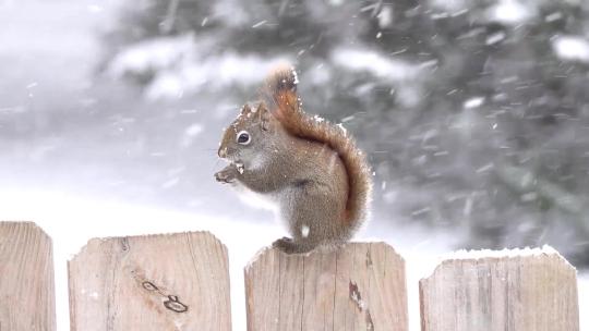 下雪中吃瓜子的红松鼠特写