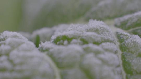 冬天清晨菜叶上的白霜冰晶视频素材模板下载