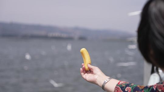 昆明海埂大坝喂海鸥