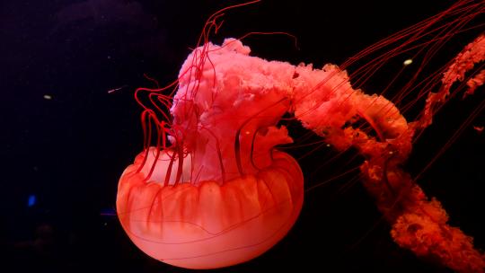 海底世界海洋馆水族馆水母