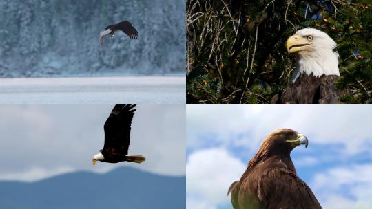 [合集]鹰雕鸟老鹰捕猎