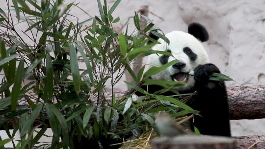 动物园大熊猫吃竹子玩闹嬉戏