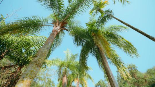 热带植物椰子树视频素材模板下载