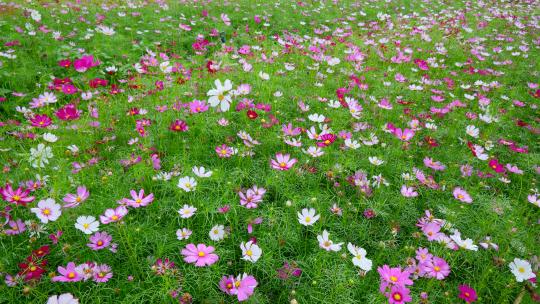 微风吹拂格桑花 波斯菊 花海