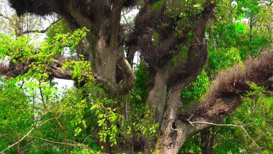4K参天大树古树