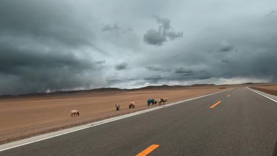 西藏旅游风光219国道车窗外包裹棉被马匹