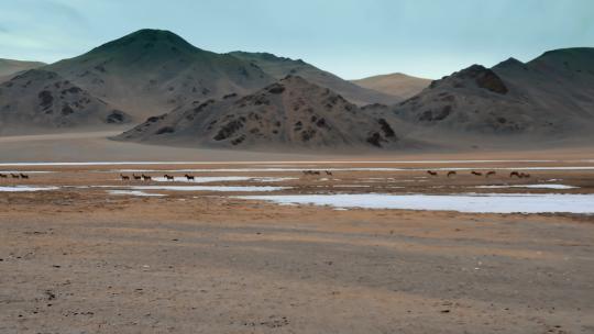 西藏旅游风光317国道戈壁成群奔腾野驴