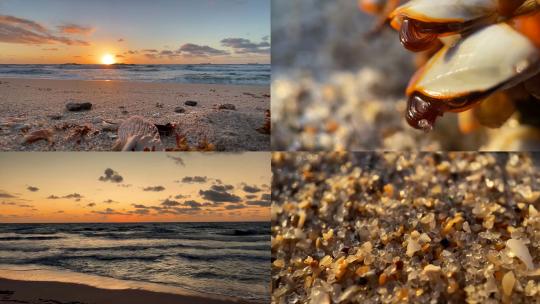 大海海边海滩海景海鸥鹬鸟贝壳海浪日出合集
