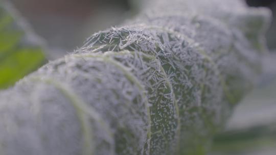 青菜叶上打霜结冰
