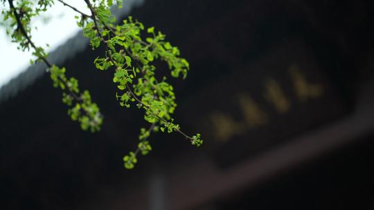 杭州钱王祠春天清明节雨天古建筑自然唯美