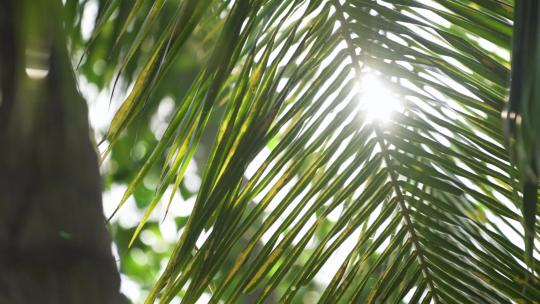 阳光穿过椰子叶照射光芒光线太阳叶子