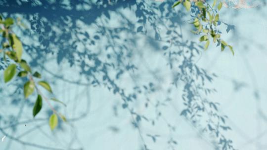 夏天蓝色墙面上的树叶光影清新空镜