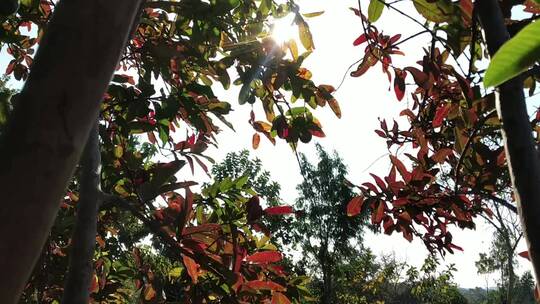 早晨透过树叶看太阳
