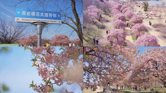 拍的很全辰山植物园樱花季唯美镜头高清在线视频素材下载