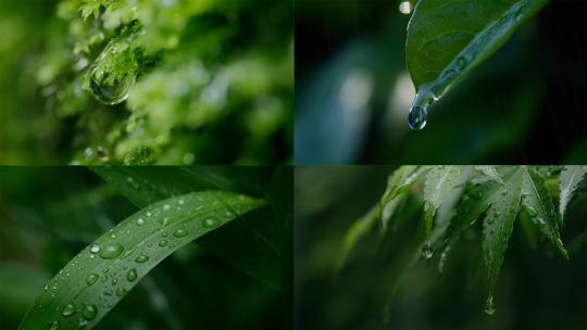 【合集】树叶滴水水滴露水一滴水下雨意境高清在线视频素材下载