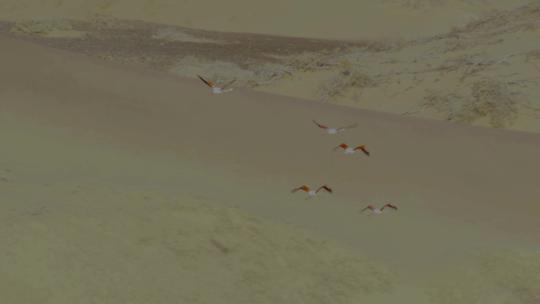 沙漠燕群