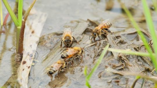 春天蜜蜂采蜜昆虫雄峰工蜂视频素材模板下载