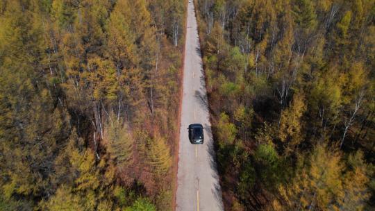 航拍车辆行驶在秋季的森林小路上