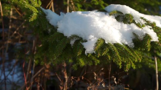 松树与雪