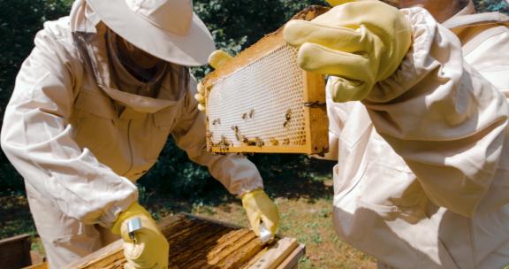 养蜂人 蜂蜜 采蜂蜜