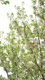 4K植物素材——绿色樱花郁金樱