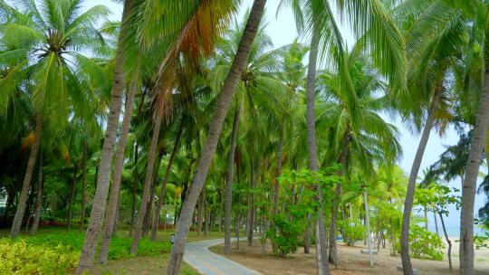 海南三亚椰梦长廊椰树椰子树椰林小路跑道