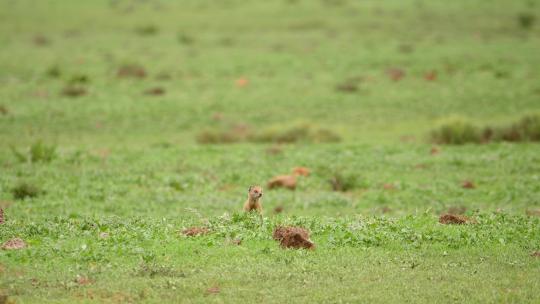 两只警惕的黄色猫鼬在非洲的草地上休息时寻找捕食者。
