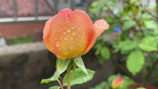 唯美彩云月季花花朵