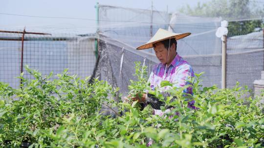 农民在果园采摘蓝莓