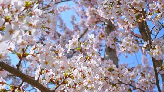 春天盛开的樱花树花朵随风摇曳视频素材模板下载