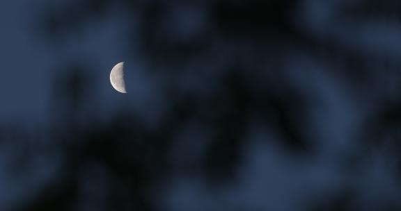 树叶间隙的半个月亮02