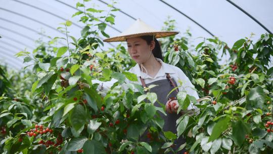 中年女性农民果园小樱桃采摘